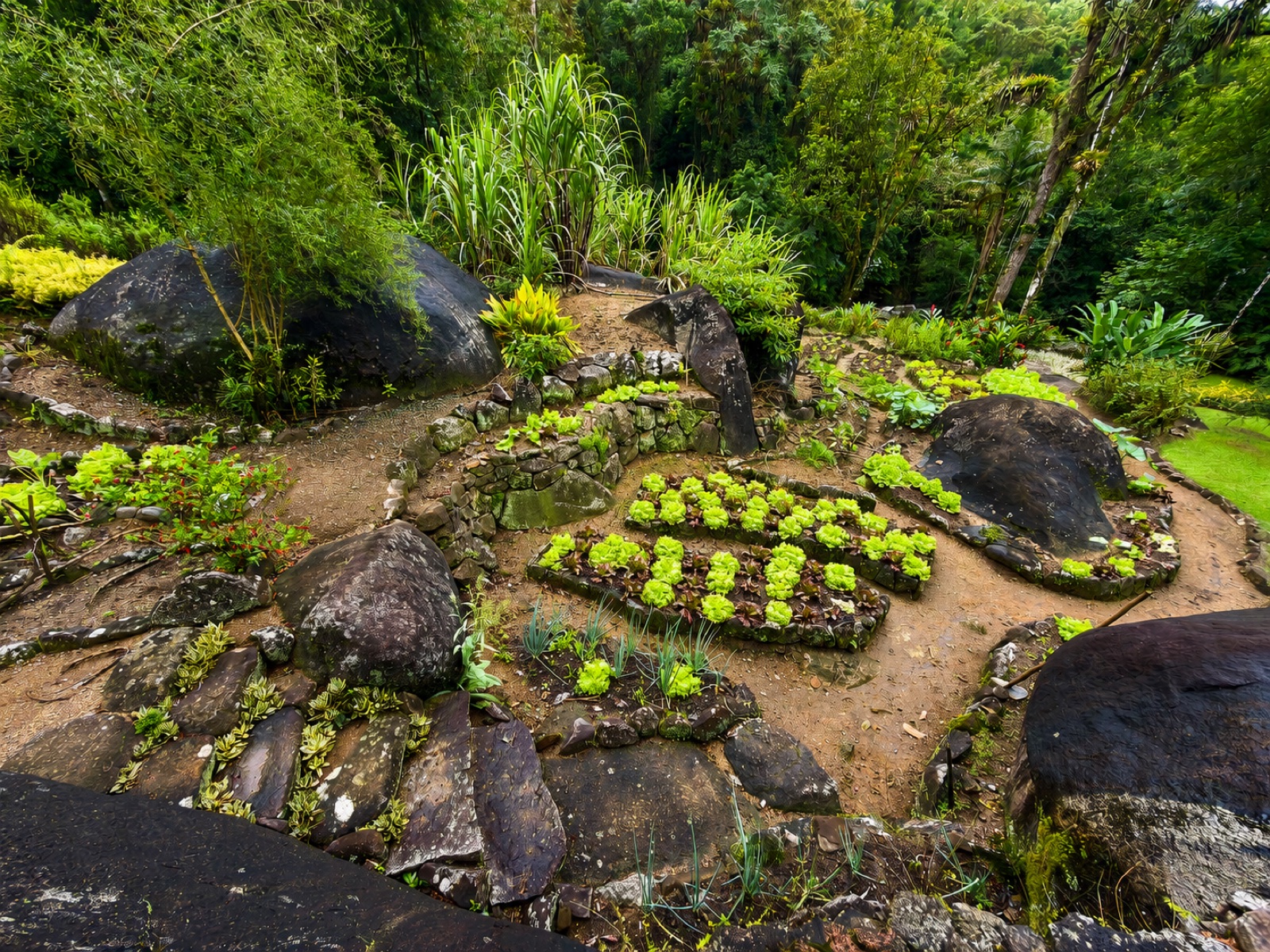 Garden beds among large stones and forest plants