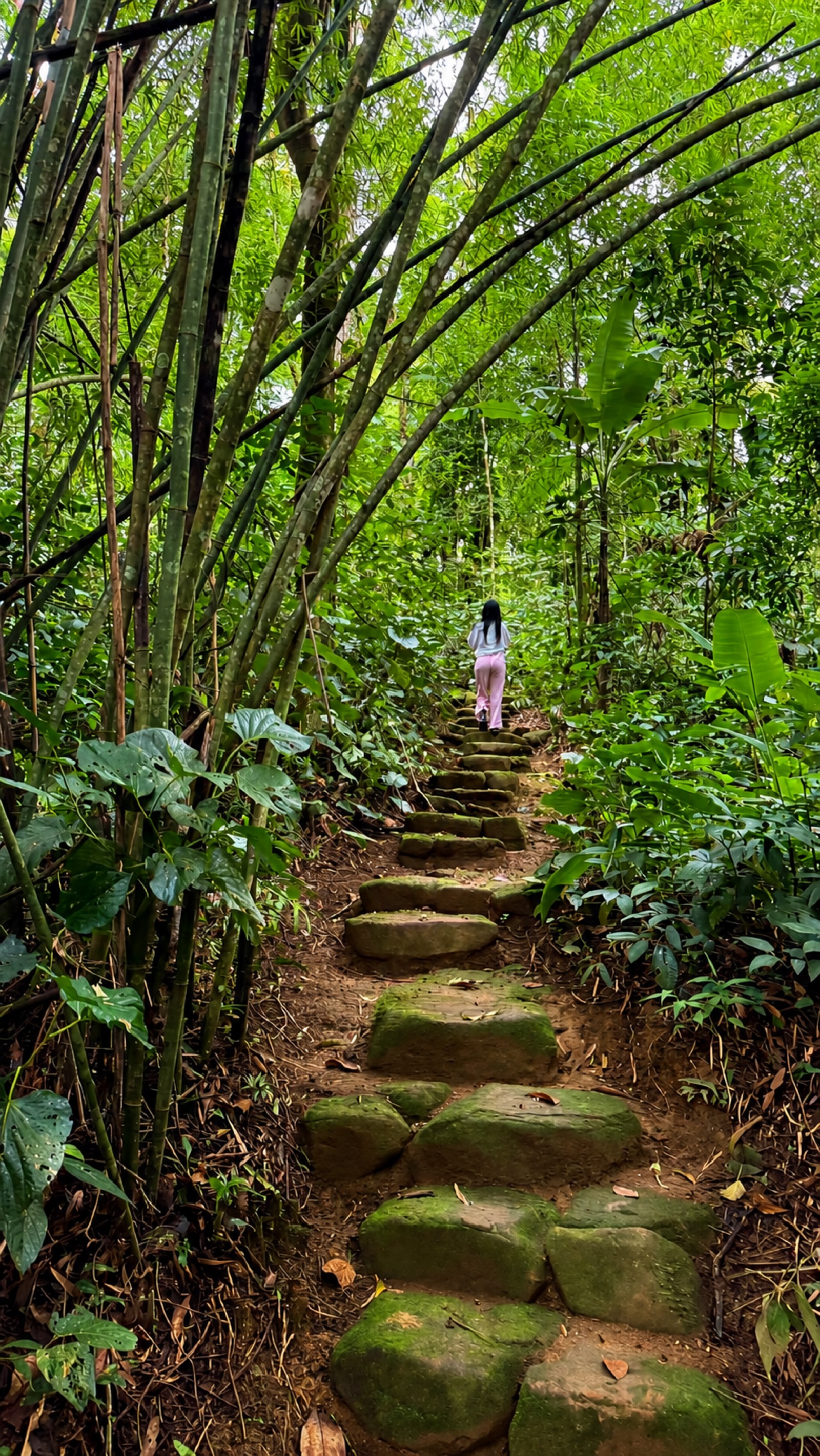 Stone steps climbing through bamboo and rainforest