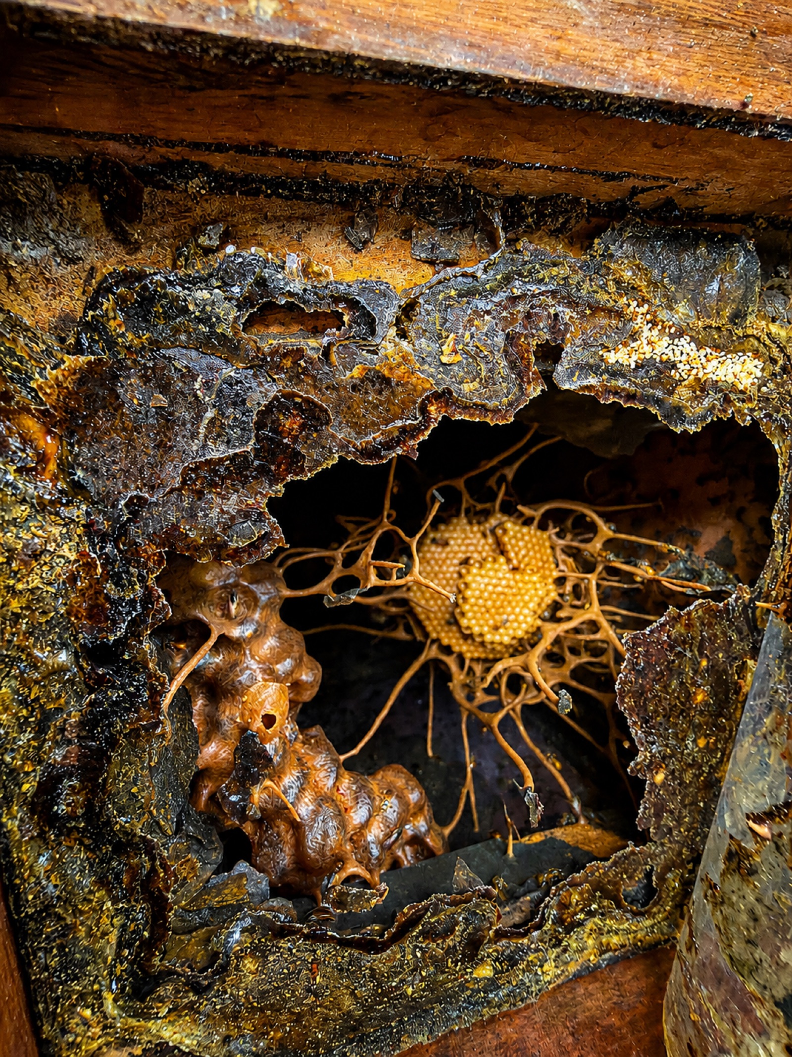 Native bee structure inside a wooden hive