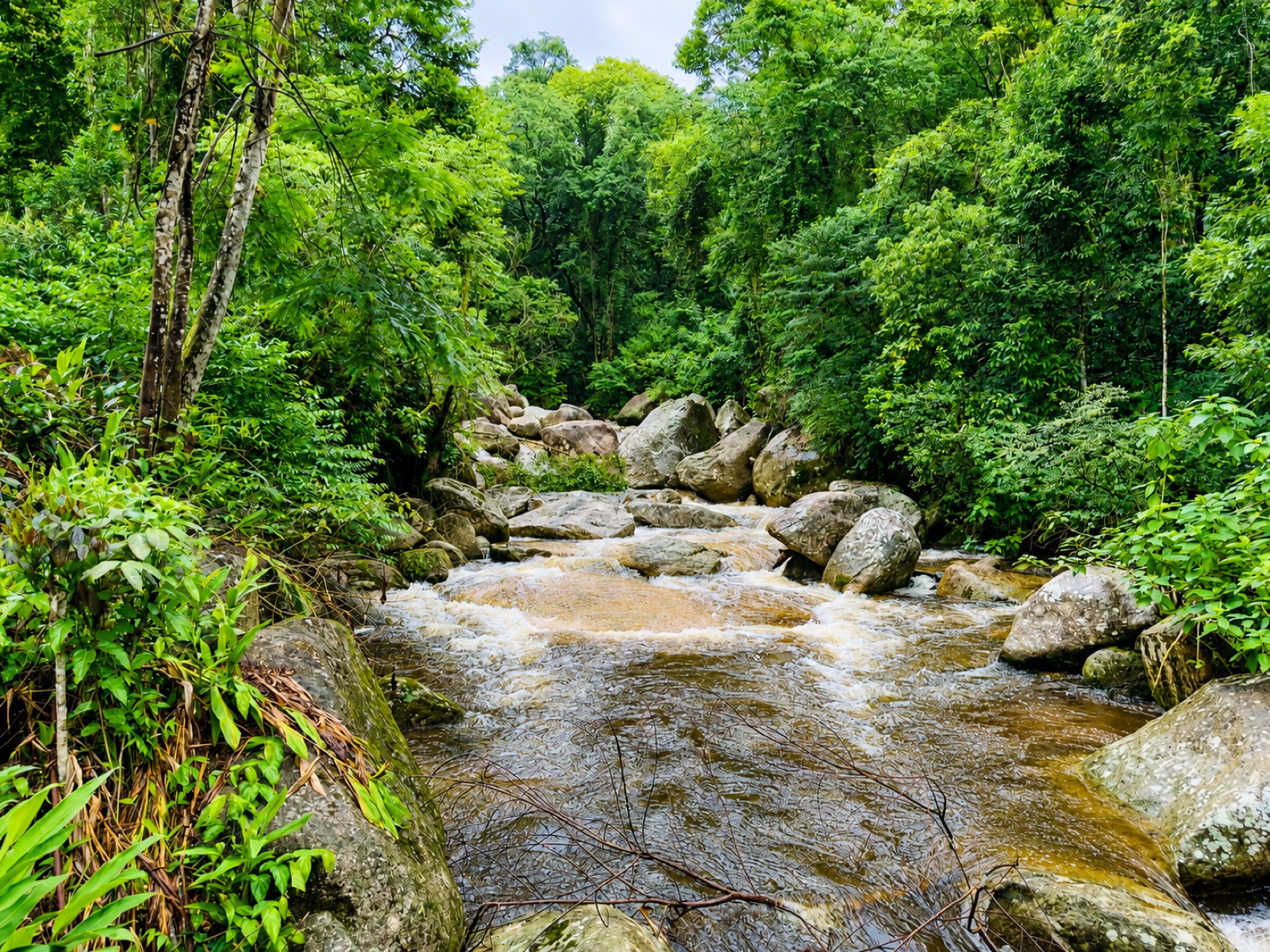Rocky river running through dense rainforest