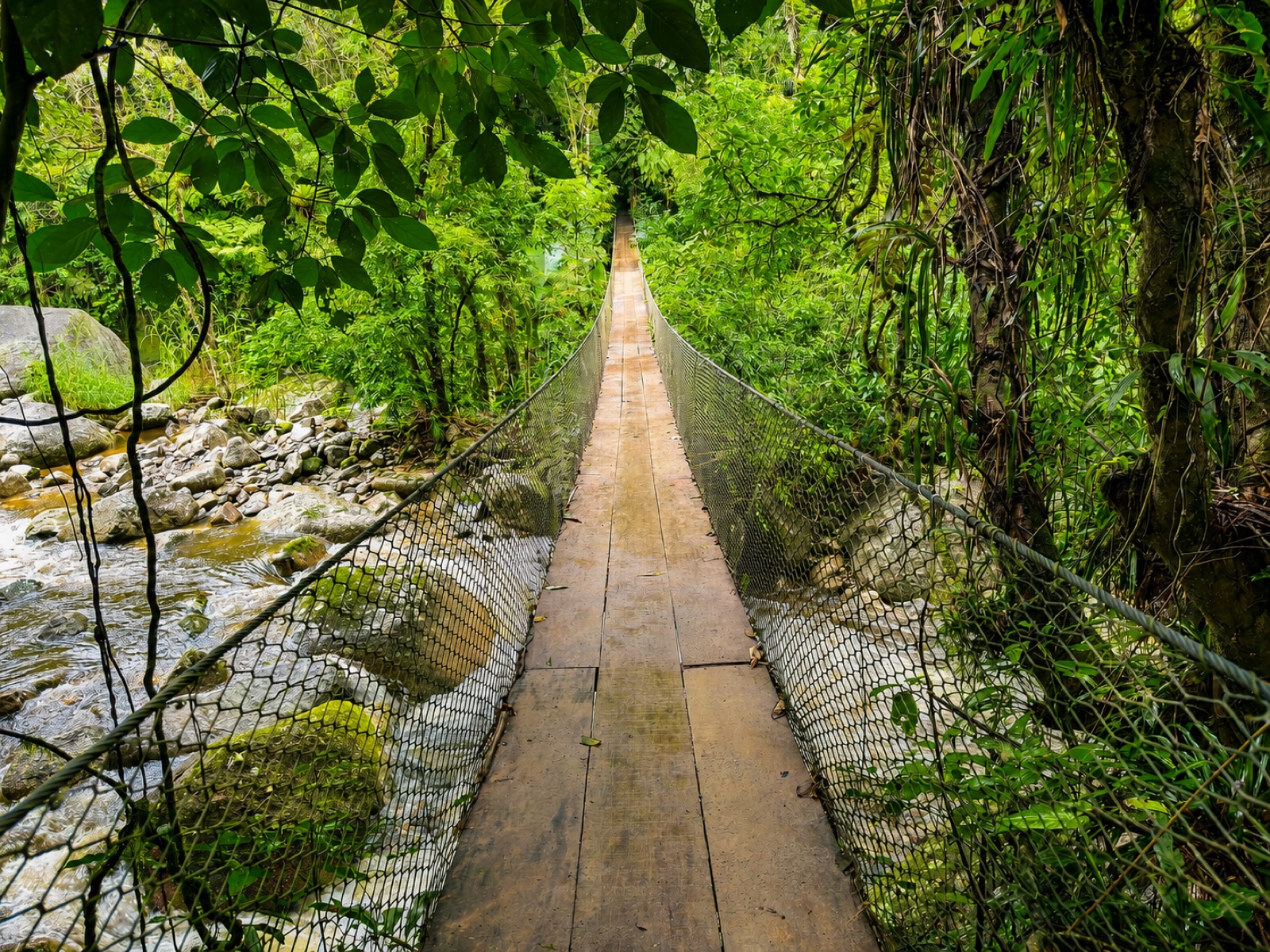 Suspension bridge over river in rainforest